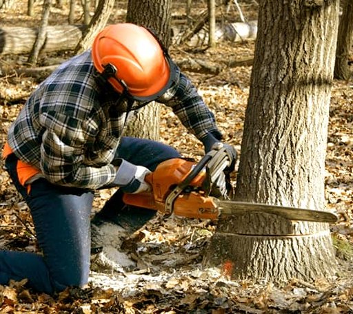 Tree Removal in Montgomery Center, VT